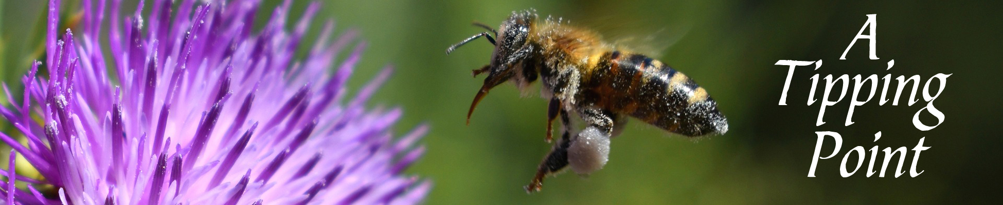 A honey bee flying near a flower