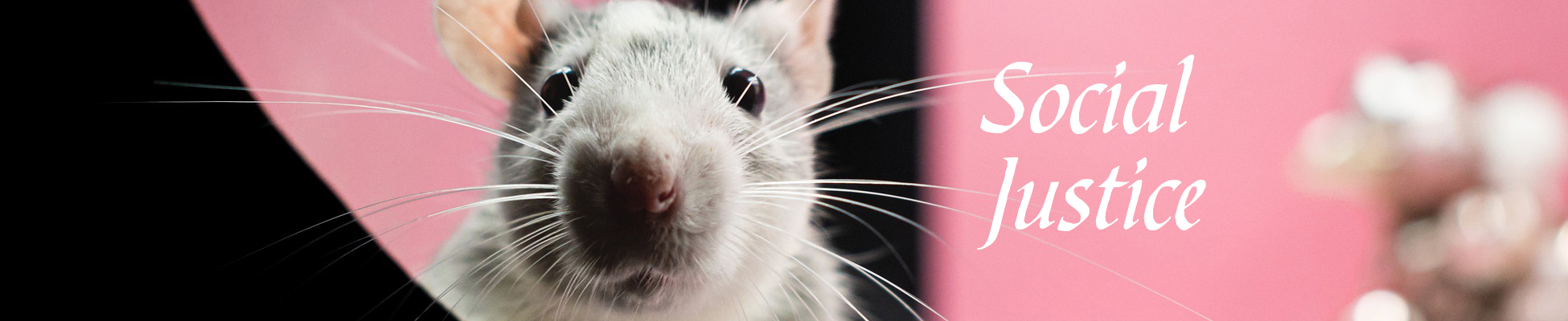 A close up of a cute rat